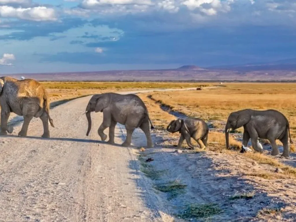 Masai Mara vs Amboseli: Which Safari Destination Is Best for You?