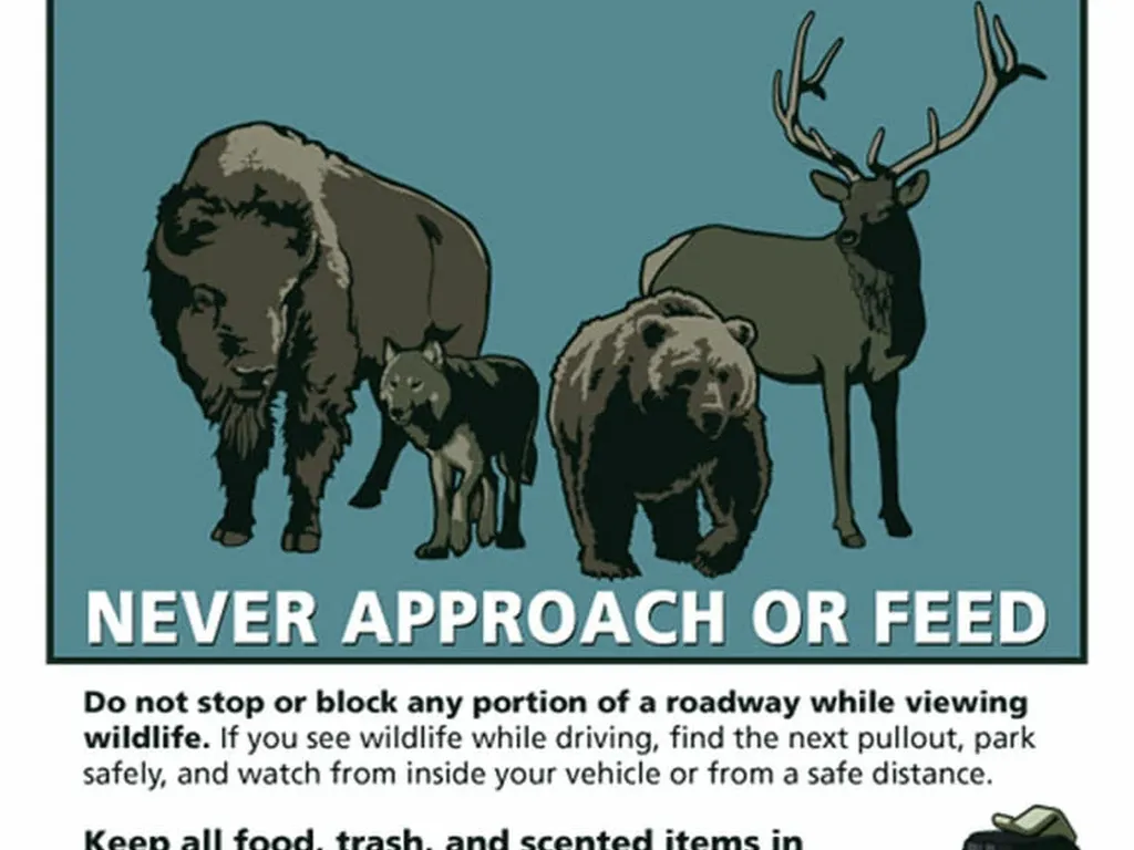 Wildlife Safety Tips: What Not to Do on a Safari in Kenya
