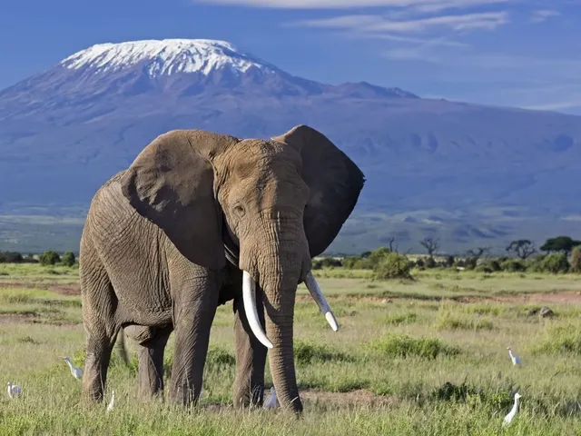 amboseli packages