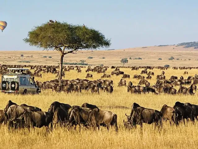 photo of maasai mara