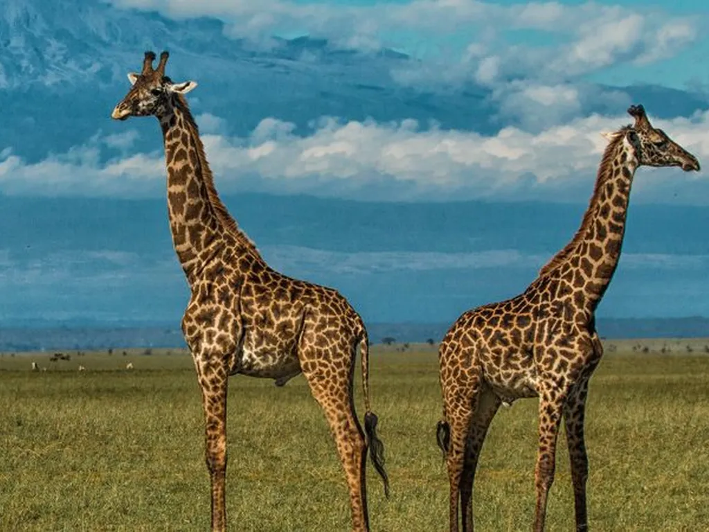 amboseli