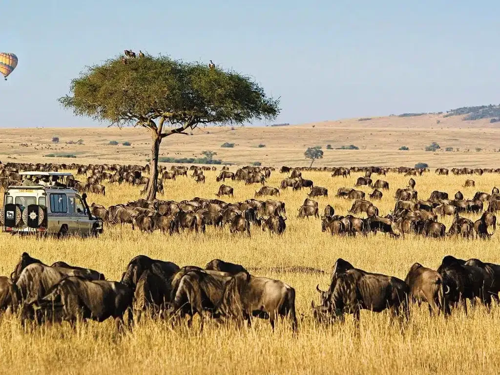 maasai mara
